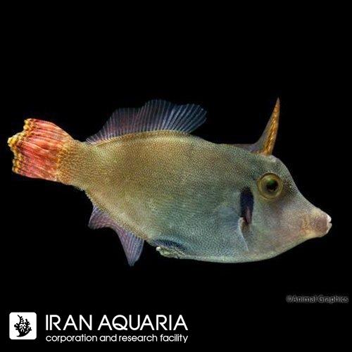 فایل فیش رد تیل ( Redtail Filefish)