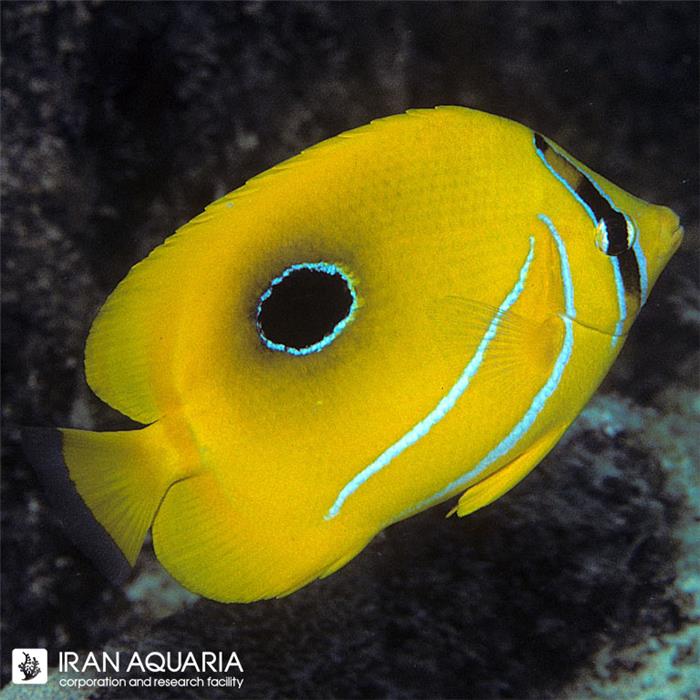 پروانه ماهی بنتی ( Bennett's Butterflyfish )