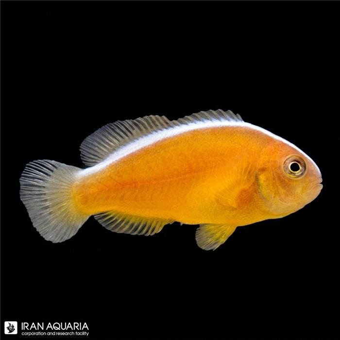 دلقک اسکانک وارداتی (Skunk Clownfish)