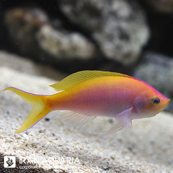 آنتیاس بارتلت (Bartlett's Anthias)