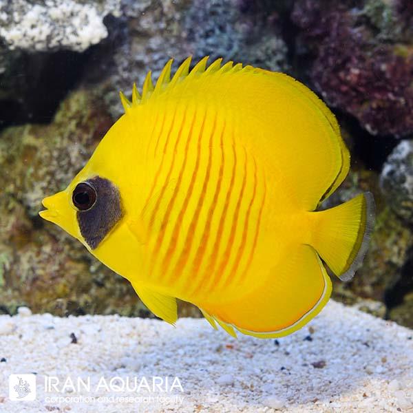 پروانه ماهی سمیلارواتوس (Bluecheek butterflyfish)