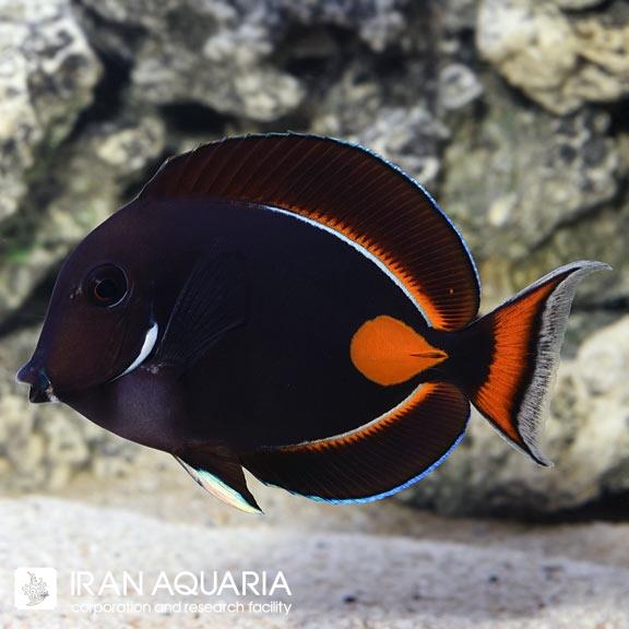جراح آشیل (Achilles Tang)