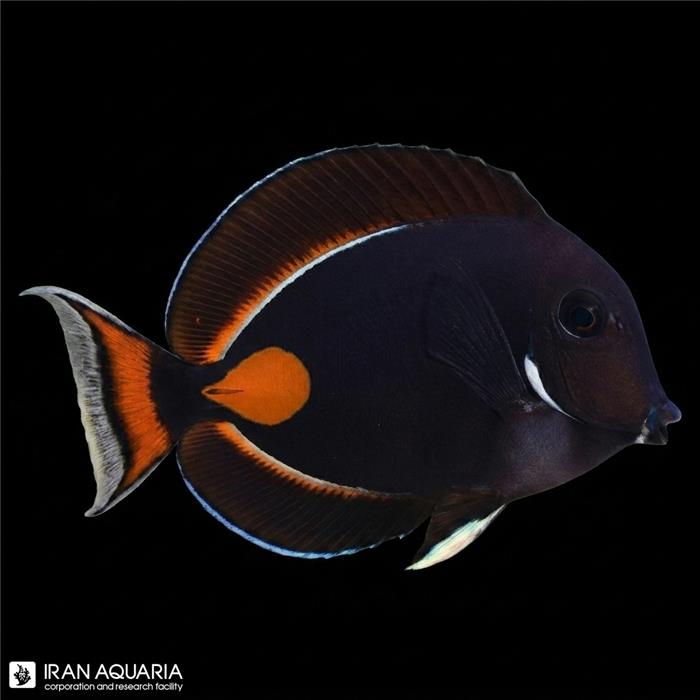 جراح آشیل (Achilles Tang)