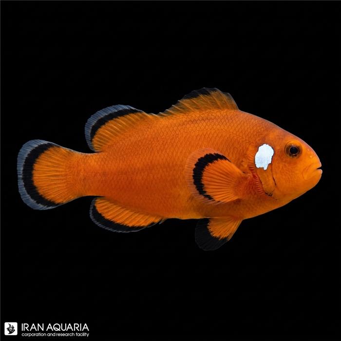 دلقک ماهی بلک نیکد اسلاریس وارداتی ( black naked ocellaris )