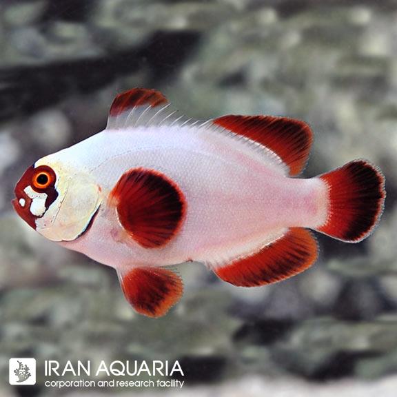 دلقک ماهی مارون گلد ناگت (Gold Nugget Maroon Clownfish)