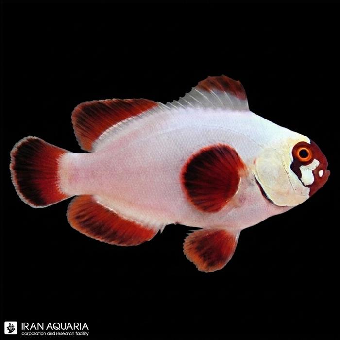 دلقک ماهی مارون گلد ناگت وارداتی (Gold Nugget Maroon Clownfish)