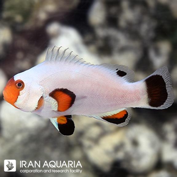 دلقک ماهی اسلاریس پلاتینیوم (Platinum Clownfish)