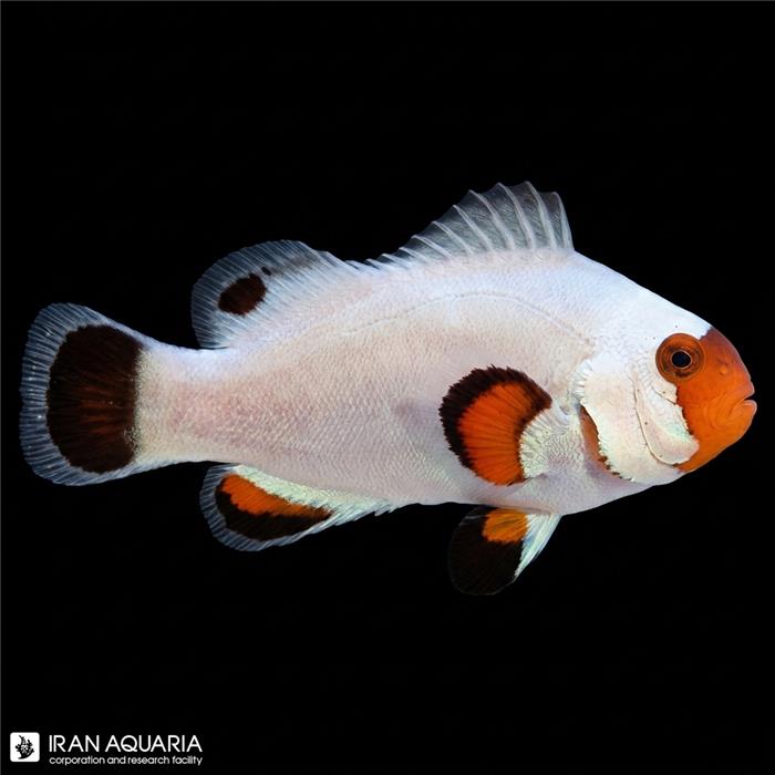 دلقک ماهی اسلاریس پلاتینیوم وارداتی (Platinum Clownfish)