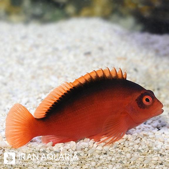 شاهین ماهی آتشین (Flame Hawkfish)