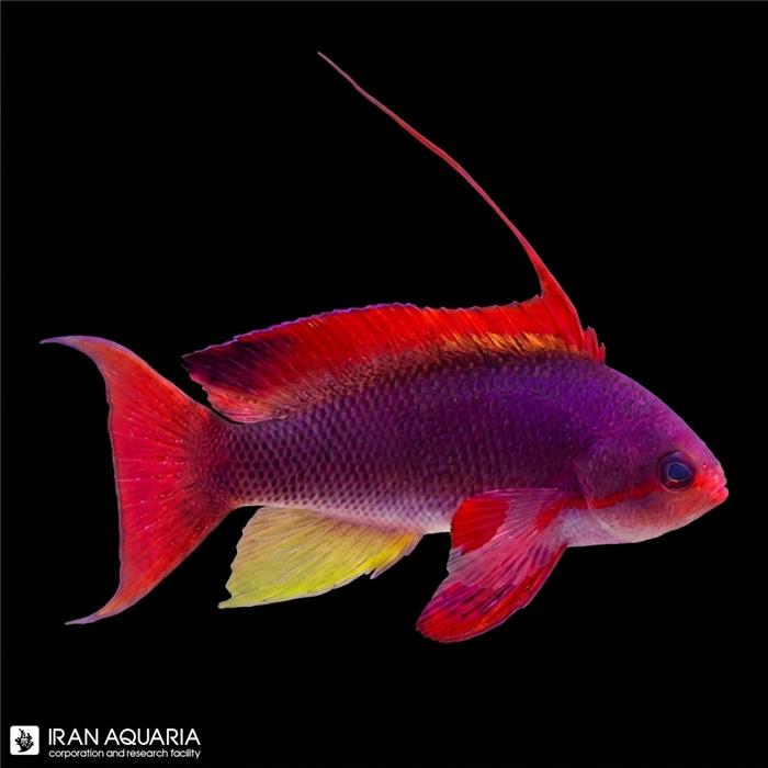 آنتیاس لایر تیل نر (Lyretail Anthias)