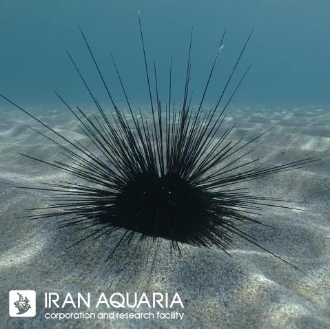 توتیای شاخ‌دار(Black Long Spine Urchin)