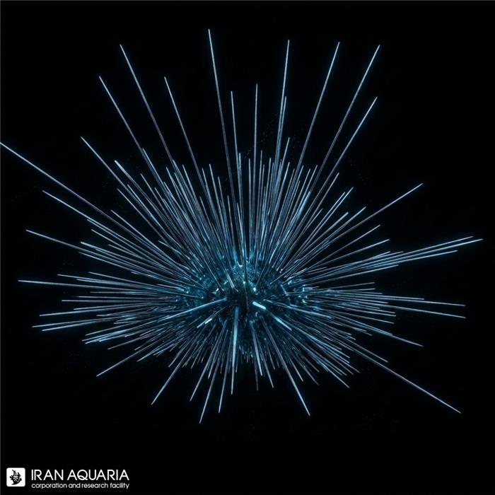 توتیای شاخ‌دار(Black Long Spine Urchin)