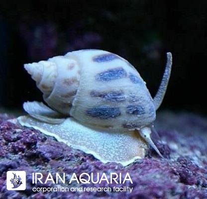 حلزون شنی (Sand Snail)