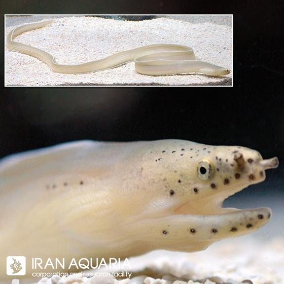 مارماهی ریبون سفید(White Rebbon Eel)
