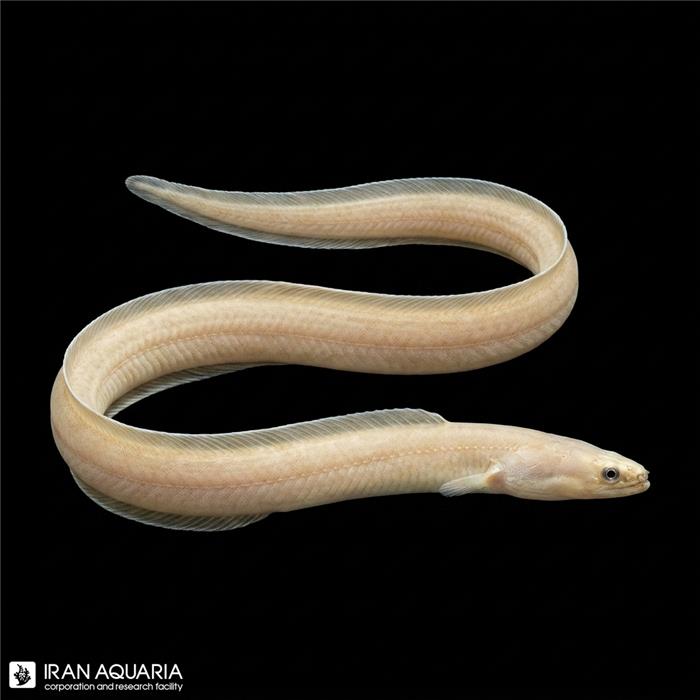 مارماهی ریبون سفید(White Rebbon Eel)