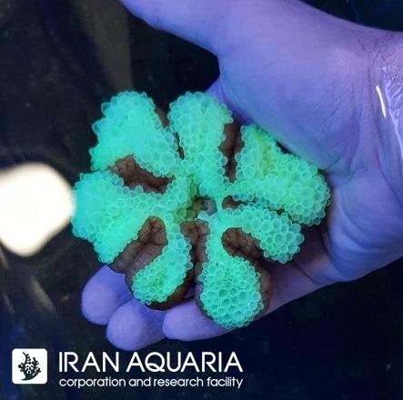 شقایق بابل (Bubble Anemone)