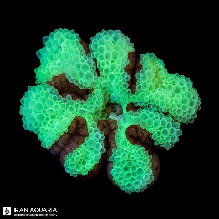 شقایق بابل (Bubble Anemone)