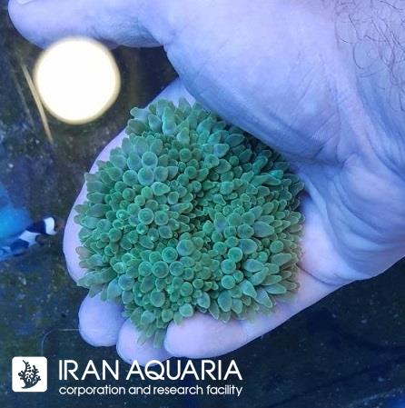 شقایق بابل (Bubble Anemone) 