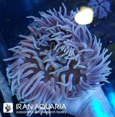 شقایق میله بلند پایه قرمز (Long Tentacle Red Base Anemone)