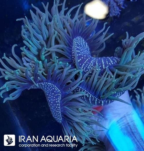 شقایق میله بلند پایه قرمز (Long Tentacle Red Base Anemone)