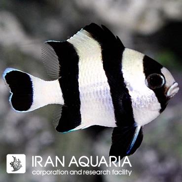 دامسل چهار خط (Four Stripe Damselfish)