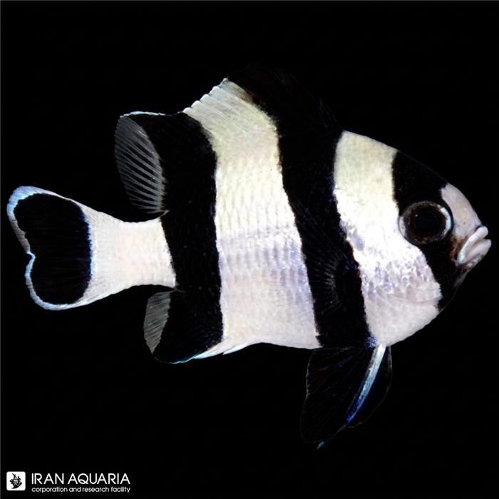 دامسل چهار خط (Four Stripe Damselfish)