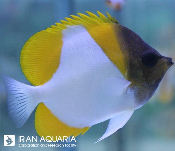 پروانه ماهی هرمی  زرد (Pyramid Butterflyfish)