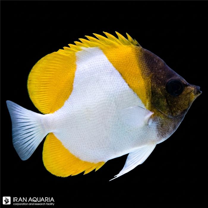 پروانه ماهی هرمی  زرد (Pyramid Butterflyfish)