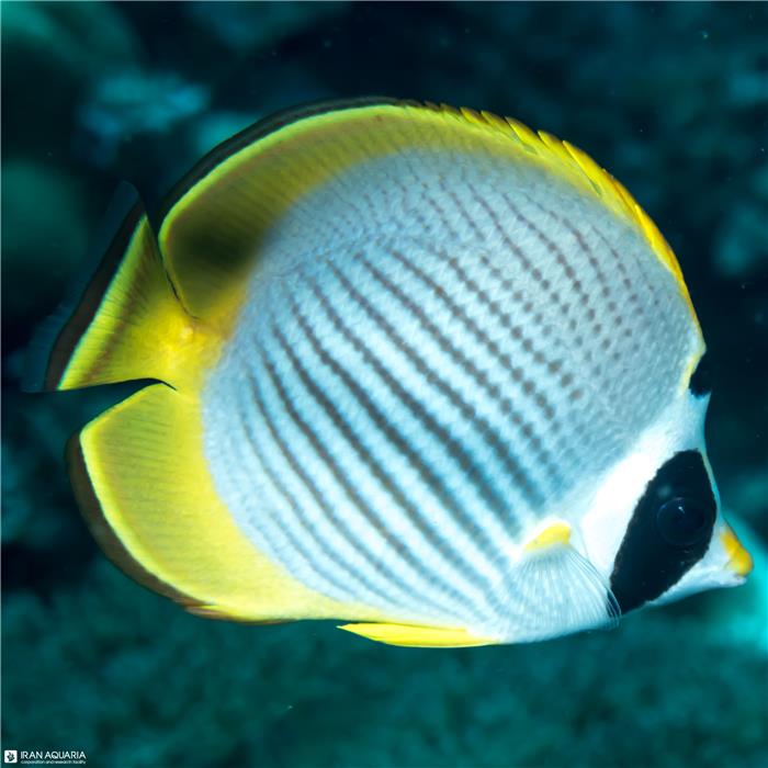 پروانه ماهی پاندا (Panda Butterflyfish)