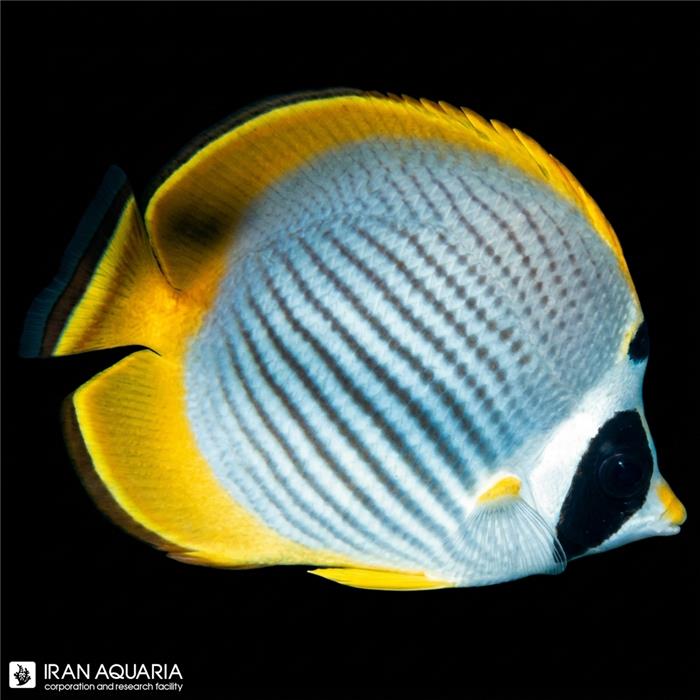پروانه ماهی پاندا (Panda Butterflyfish)