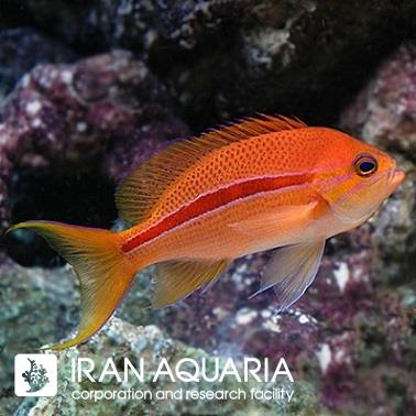 آنتیاس خط قرمز (Red Stripe Anthias)