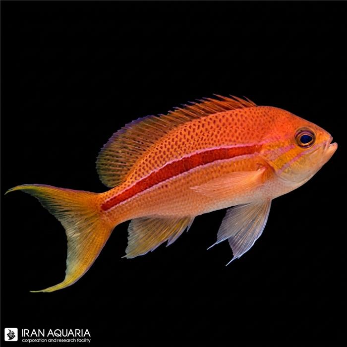 آنتیاس خط قرمز (Red Stripe Anthias)