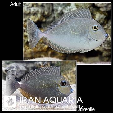 جراح  ولامینگی (Vlamingii Tang)