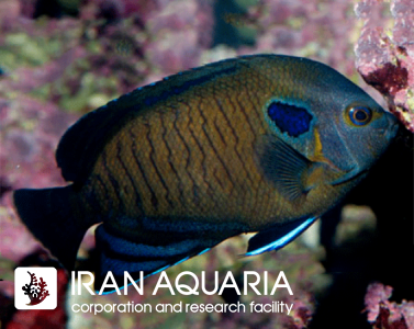فرشته ماهی باله آبی (Bluefin Angelfish)