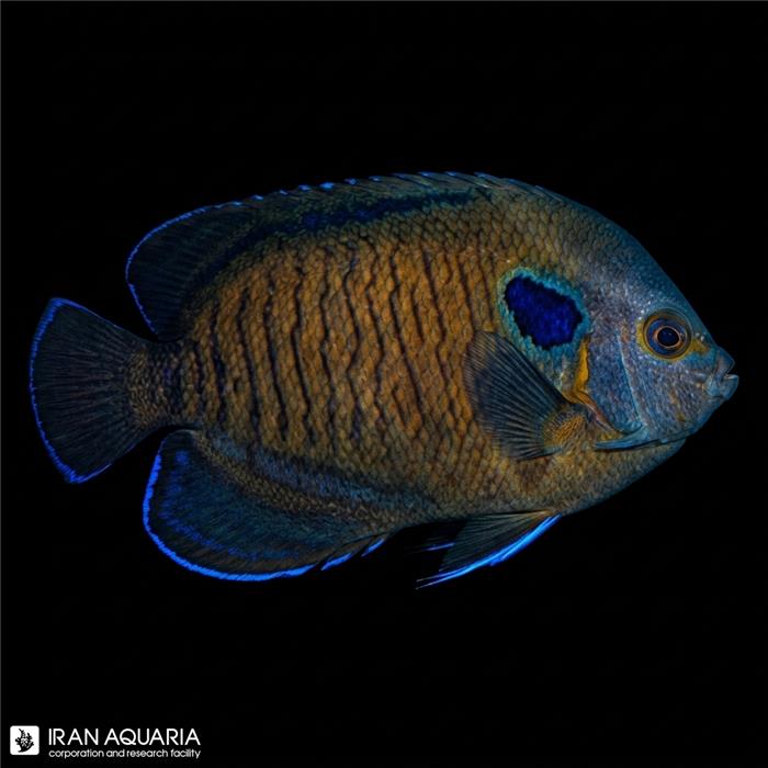 فرشته ماهی باله آبی (Bluefin Angelfish)