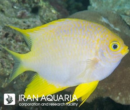 دامسل زرد (Yellow Damselfish)