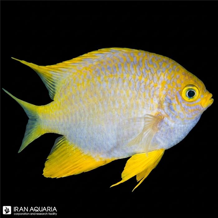 دامسل زرد (Yellow Damselfish)