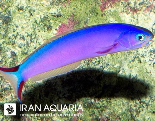 تایل بنفش (Purple Tilefish)