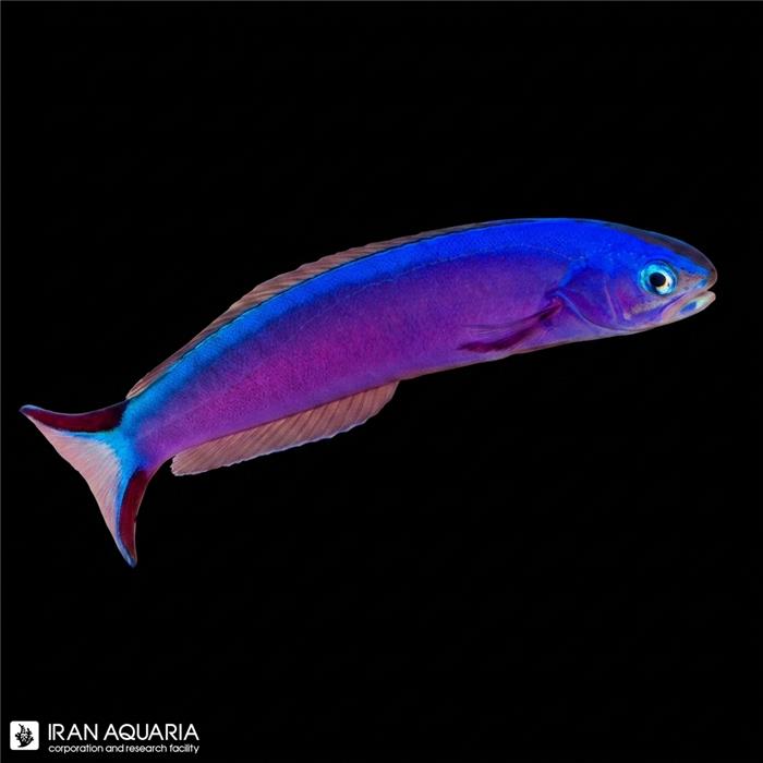 تایل بنفش (Purple Tilefish)