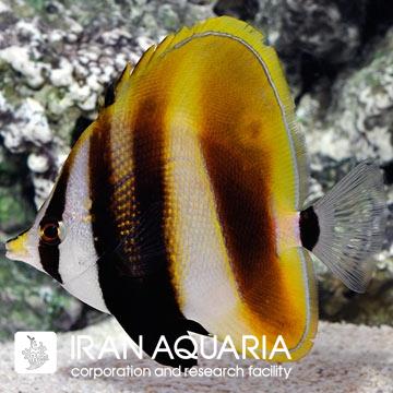 پروانه کورادیون باله بلند (Hi Fin Coradion Butterflyfish)