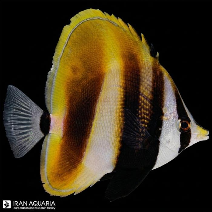 پروانه کورادیون باله بلند (Hi Fin Coradion Butterflyfish)