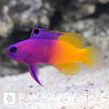 رویال گراما (Royal Gramma Basslet)