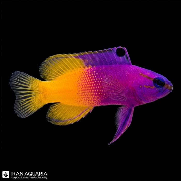 رویال گراما (Royal Gramma Basslet)