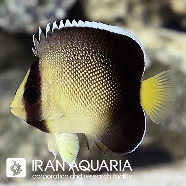 فرشته ماهی خامه‌ای زانتوروس (Xanthurus Cream Angelfish)