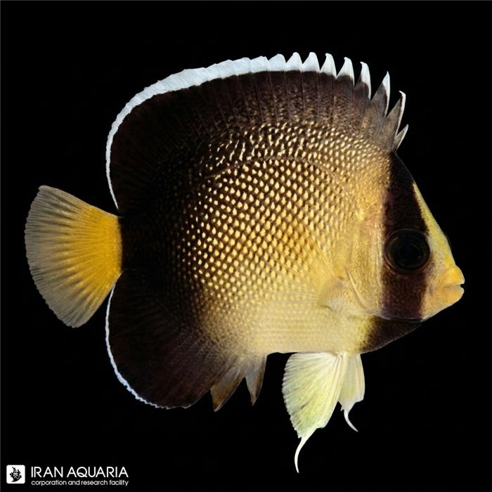 فرشته ماهی خامه‌ای زانتوروس (Xanthurus Cream Angelfish)