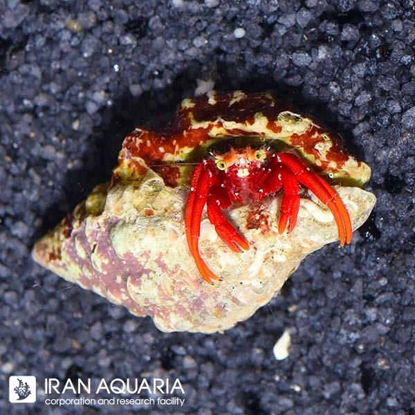 هرمیت پا قرمز (Scarlet Reef Hermit Crab)