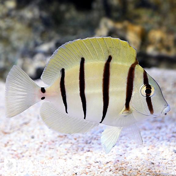 جراح زندانی (Convict Tang)