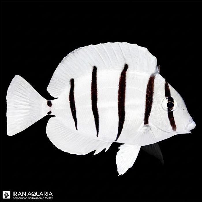 جراح زندانی (Convict Tang)