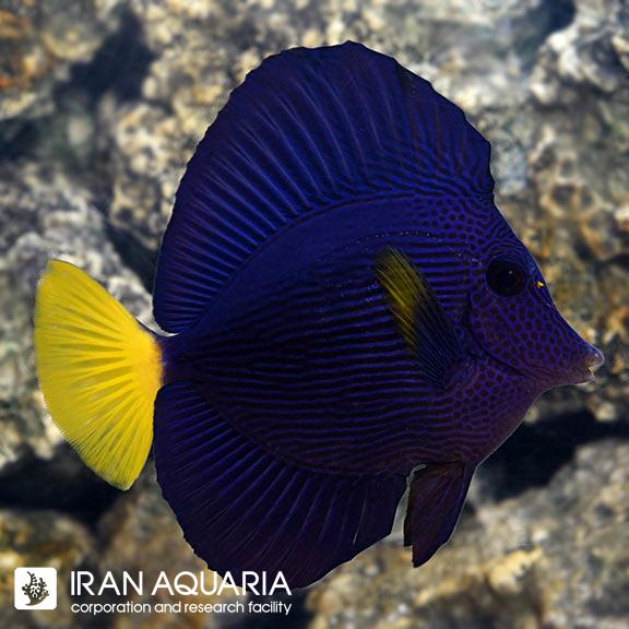 جراح دم زرد ردسی (Purple Tang)