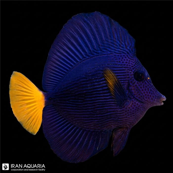 جراح دم زرد ردسی (Purple Tang)